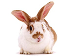 Chesterfield Pet Services